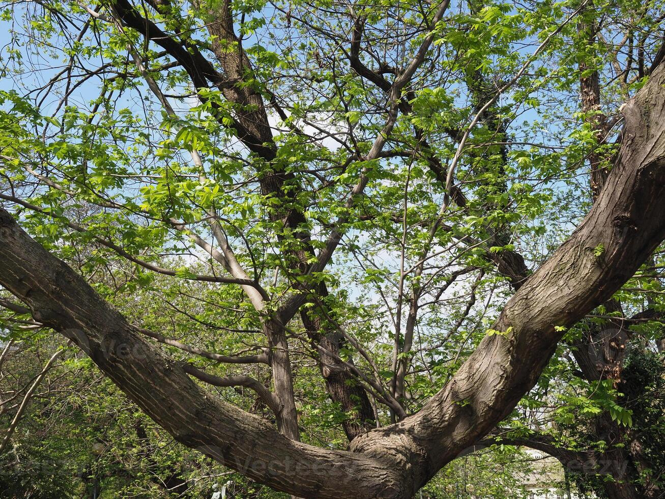 naturale scena con alberi sfondo foto