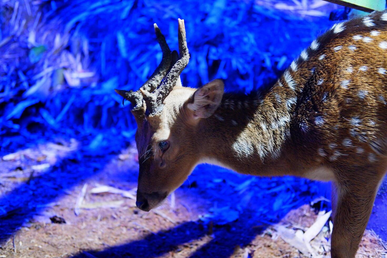 sika cervo nel il zoo. animale nel il zoo foto