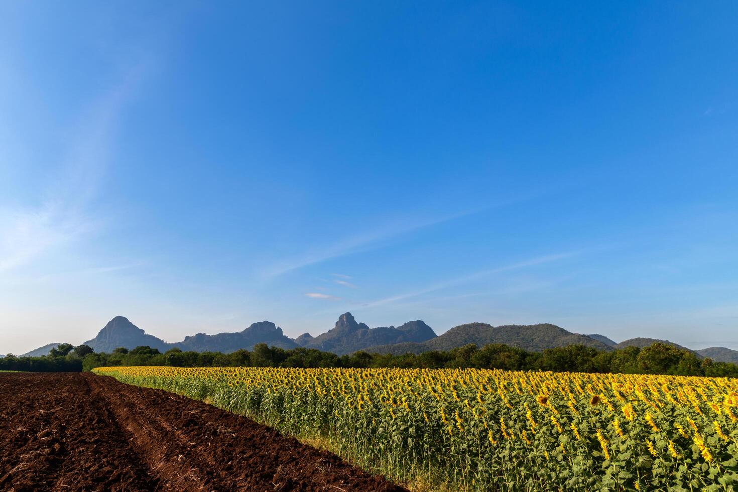 bellissimo girasole fiore fioritura nel girasoli campo con grande Moutain e blu cielo sfondo. foto