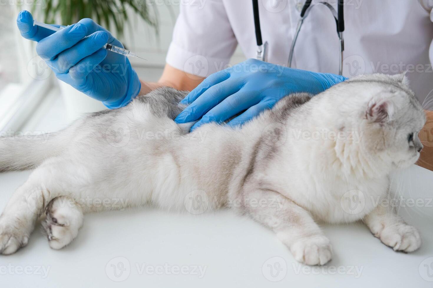 il veterinario dà un iniezione per un' Scozzese gattino. un' medico nel un' veterinario clinica inocula un' gatto. foto