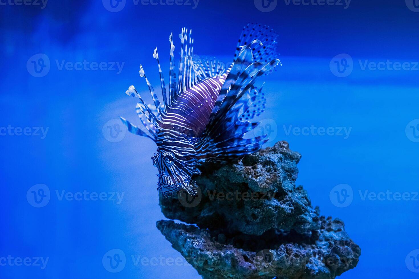 un' bellissimo predatore pterois volitans nuotate nel ricerca di cibo nel blu acqua. rosso pesce leone - uno di il pericoloso corallo scogliera pesce. bellissimo e pericoloso animali. foto