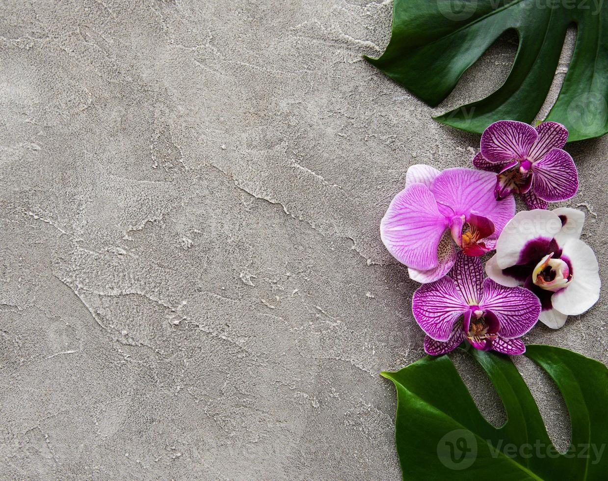 foglie tropicali monstera e fiori di orchidea foto