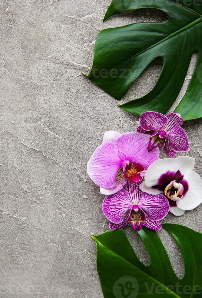 foglie tropicali monstera e fiori di orchidea foto