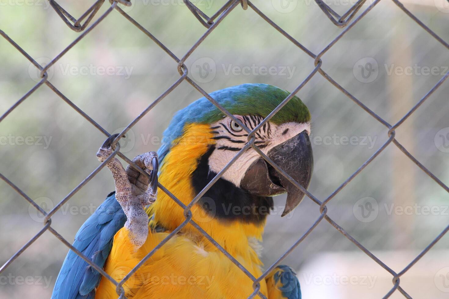 bellissimo pappagallo seduta nel un' gabbia a un' zoo foto