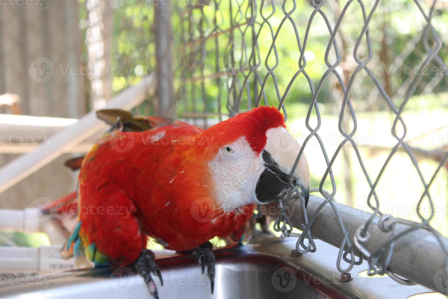 bellissimo pappagallo seduta nel un' gabbia a un' zoo foto
