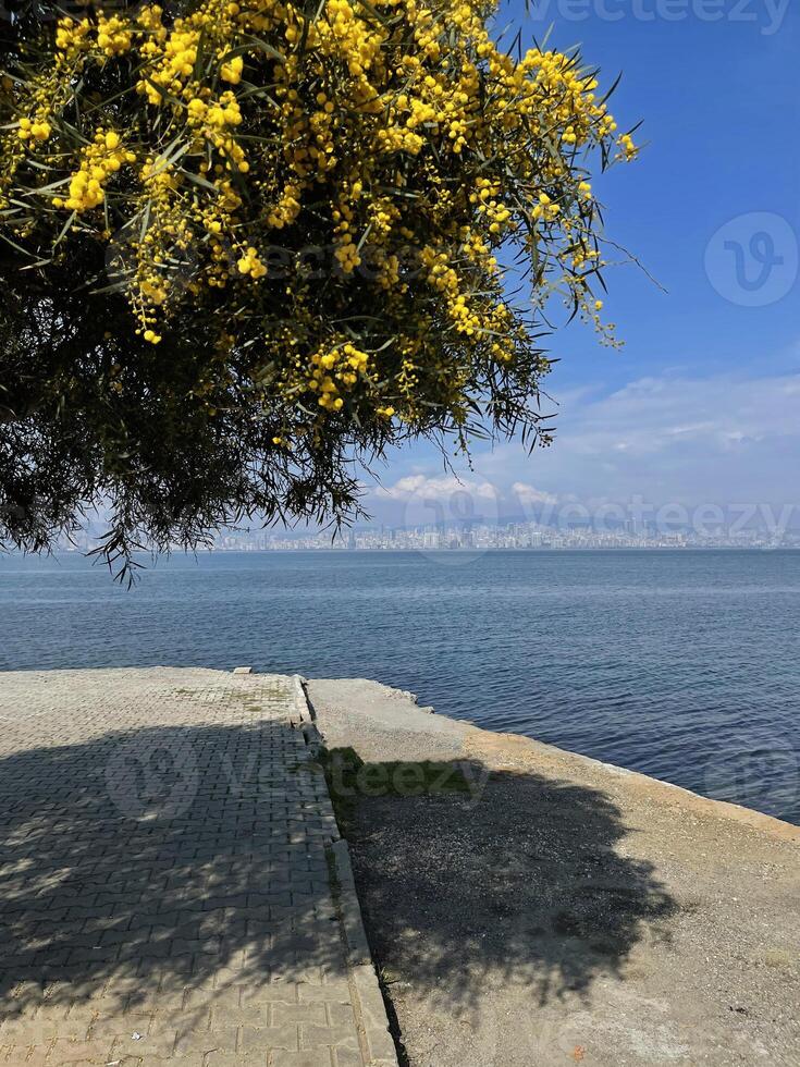 giallo fioritura albero contro il sfondo di il bosphorus e Istanbul foto