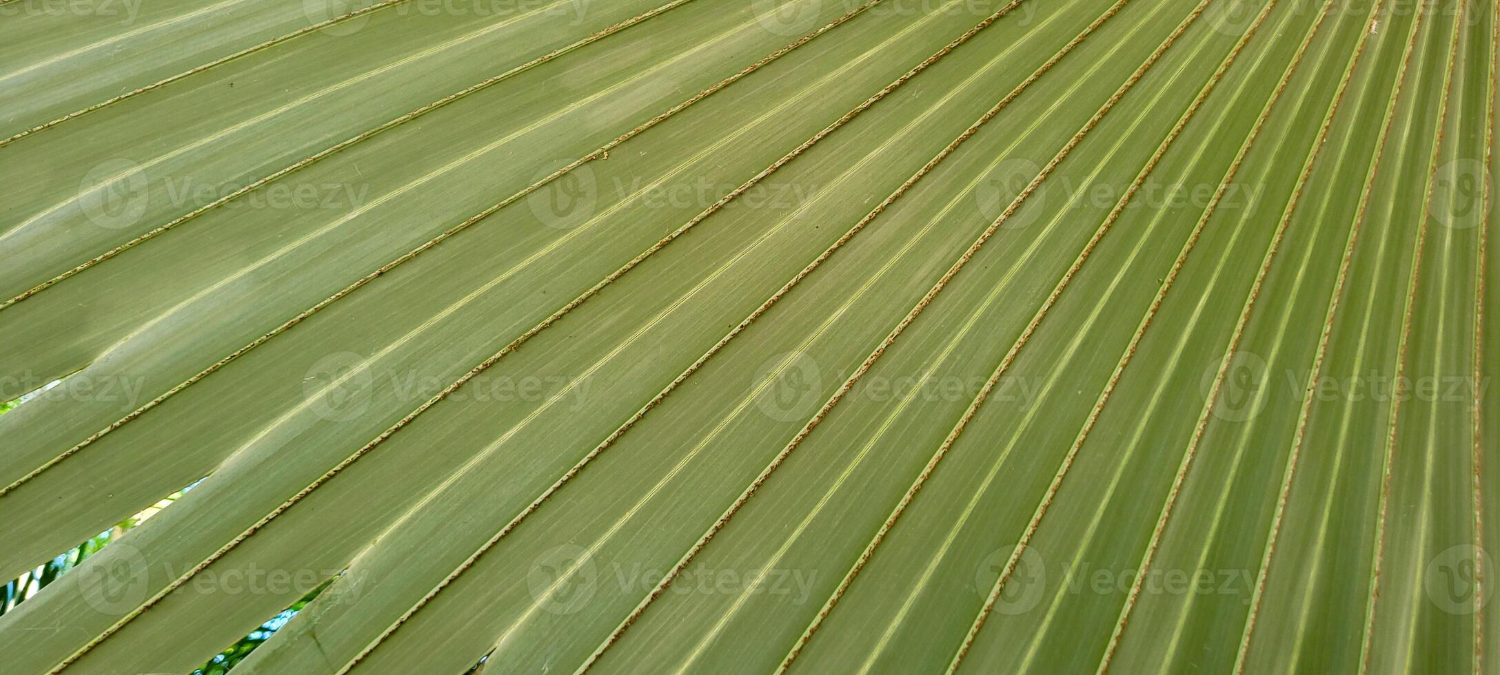 tropicale palma alberi su un' soleggiato giorno su il spiaggia su il costa di brasile in mezzo foto