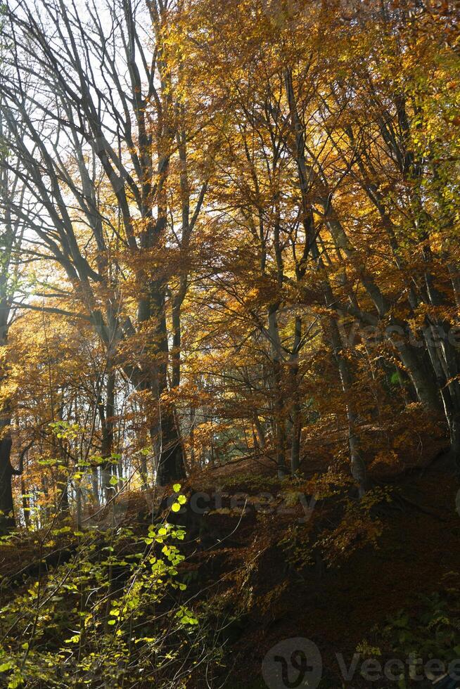 autunno nella foresta foto