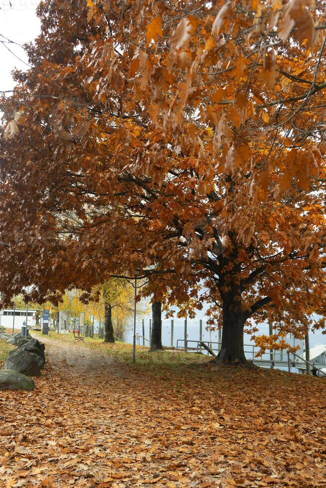 un' grande autunno albero con molti le foglie foto