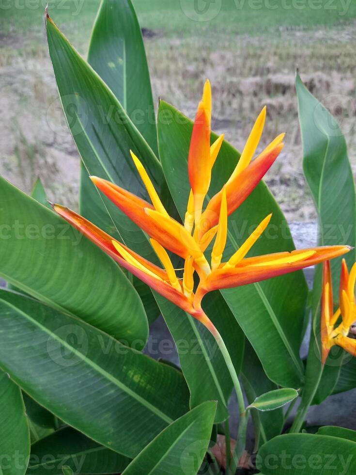 heliconia psittacorum è un' specie di fioritura ornamentale pianta nativo per il caraibico e Sud America. foto