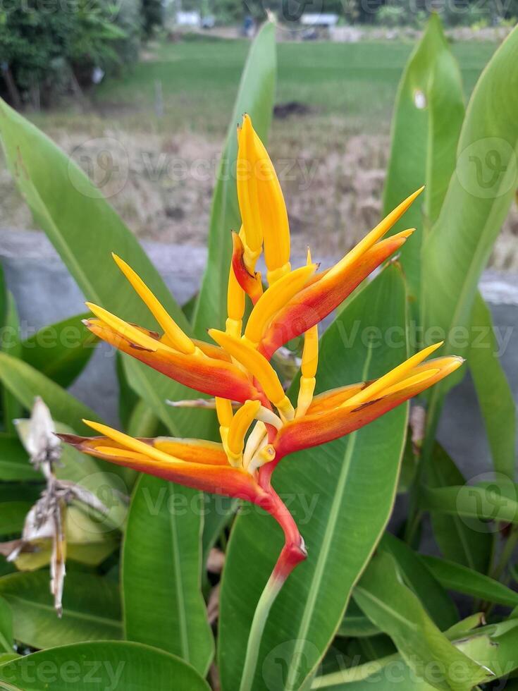 heliconia psittacorum è un' specie di fioritura ornamentale pianta nativo per il caraibico e Sud America. foto