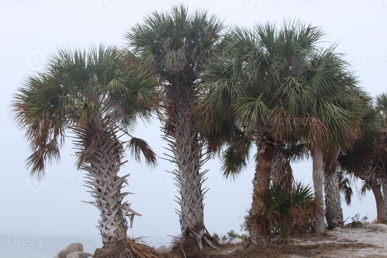 paesaggio in giro fred howard parco nel tarpon molle Florida foto