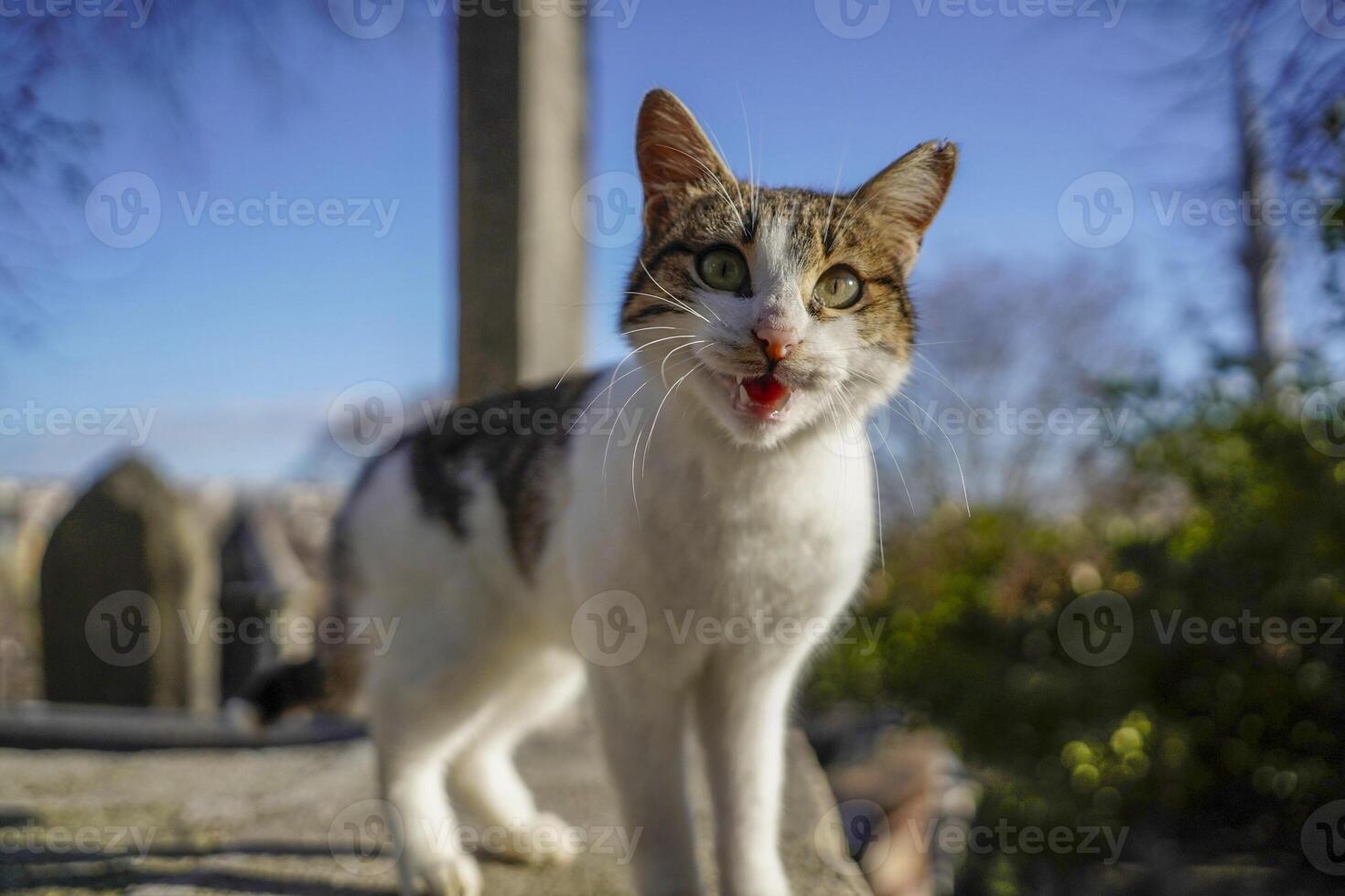 vagante gatto di Istanbul strada ritratto foto