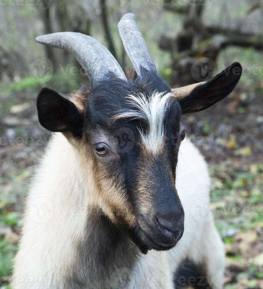 capra. ritratto di una capra in una fattoria del villaggio foto