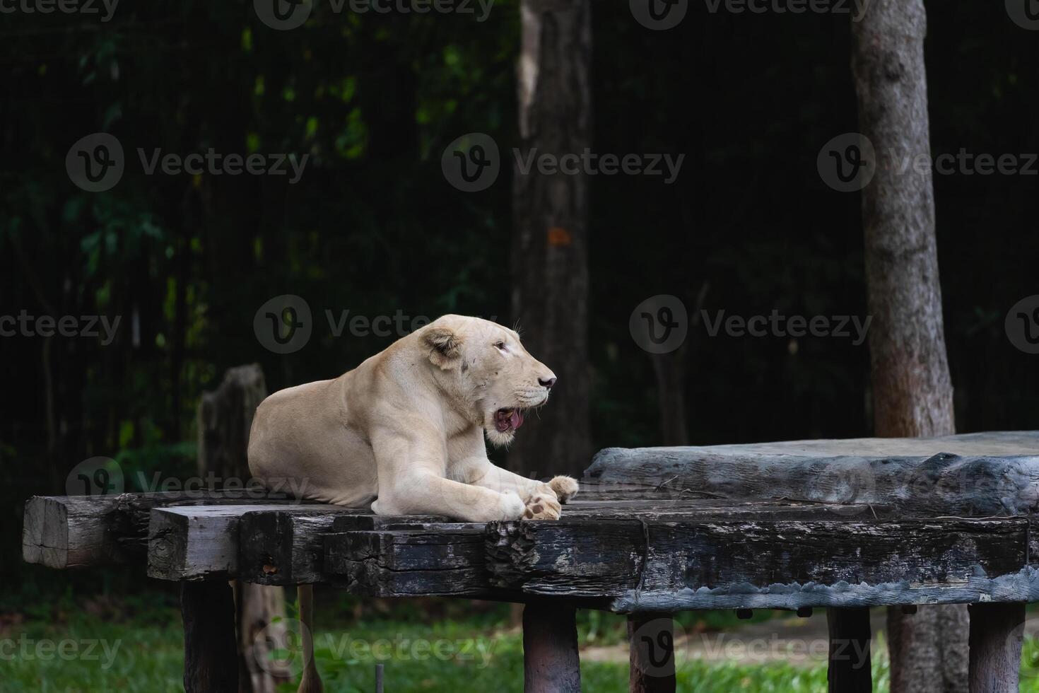 bianca femmina Leone riposo nel un' zoo nel chiang mai, Tailandia. foto