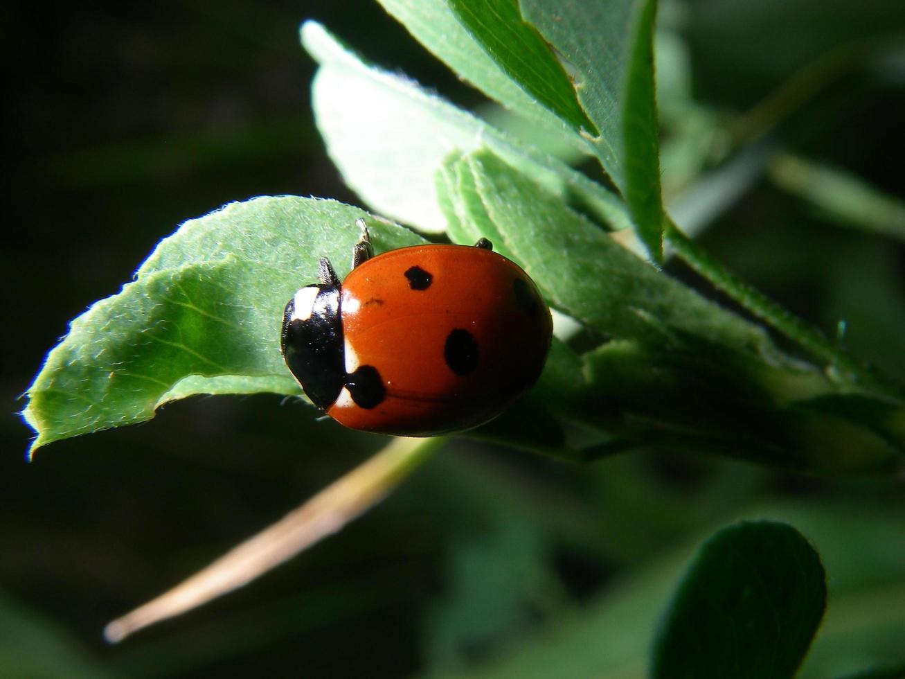 coccinella su una foglia foto