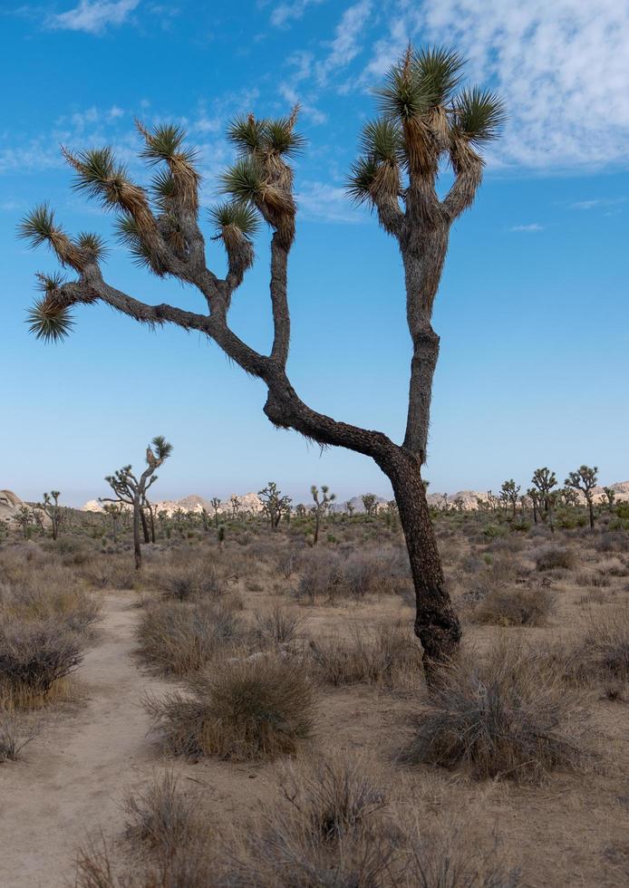 Parco nazionale di Joshua Tree foto