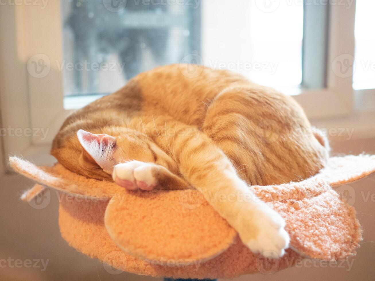 gatto animale animale domestico dormire carino gattino domestico pelliccia interno felino ritratto casa interno Casa soffice adorabile rilassamento riposo domestico mammifero sfondo divano pisolino amicizia dolce di razza amicizia dire bugie foto