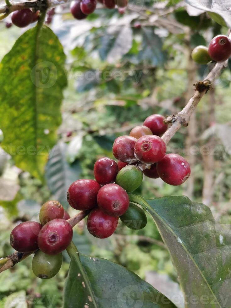 caffè ciliegie nel oraganico azienda agricola foto