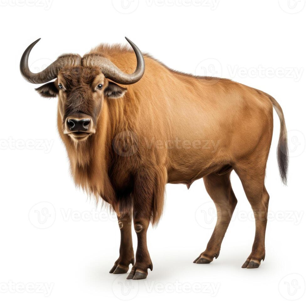 ai generato un' vivido Immagine di un' bisonte, in piedi su contro un' pulito bianca sfondo, ai generato foto