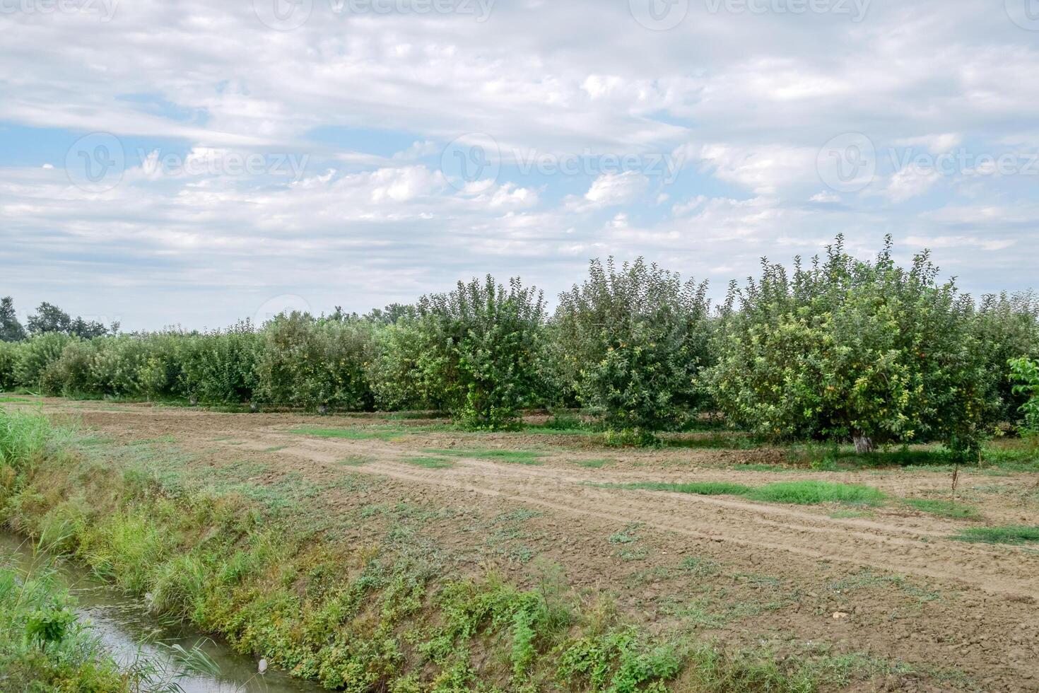 Mela frutteto. righe di alberi e il frutta di il terra sotto il alberi foto