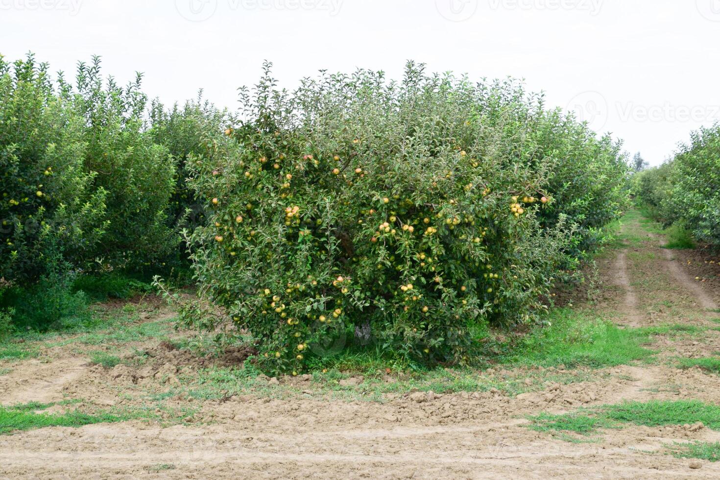 Mela frutteto. righe di alberi e il frutta di il terra sotto il alberi foto