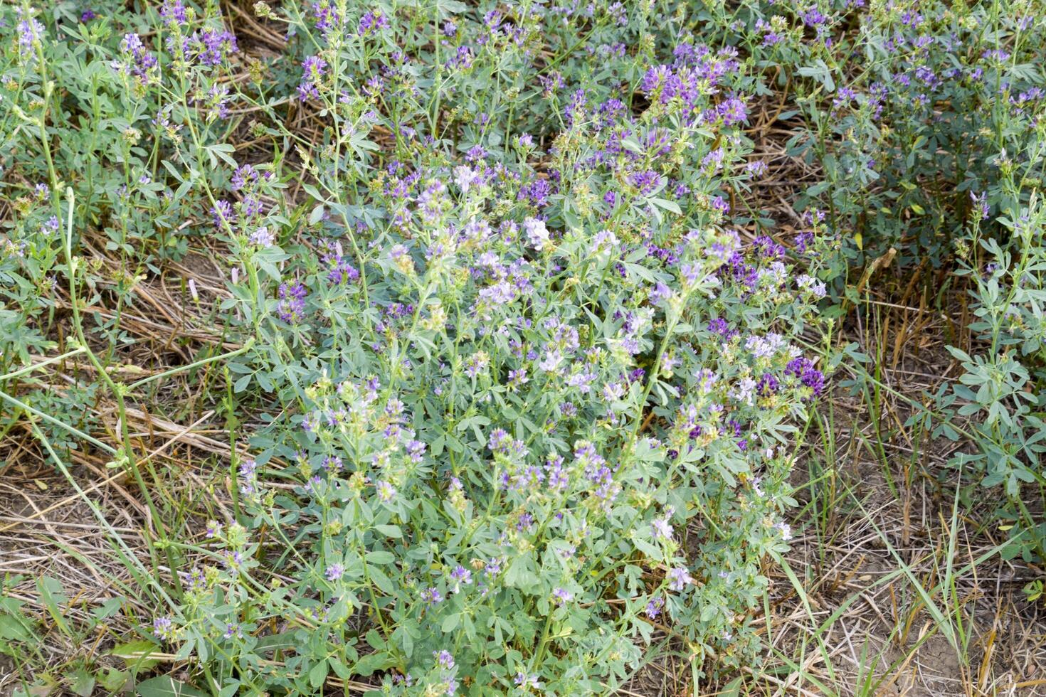 campo di erba medica. fienagione a partire dal erba medica. fioritura campo nel primavera. foto