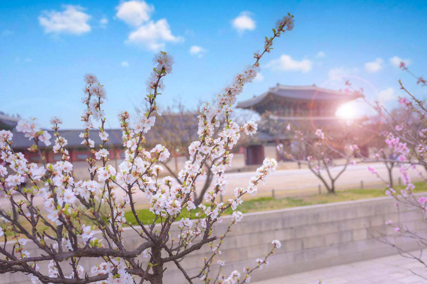 Gyeongbokgung palazzo con ciliegia fiorire albero nel primavera tempo nel Seoul città di Corea, Sud Corea. foto