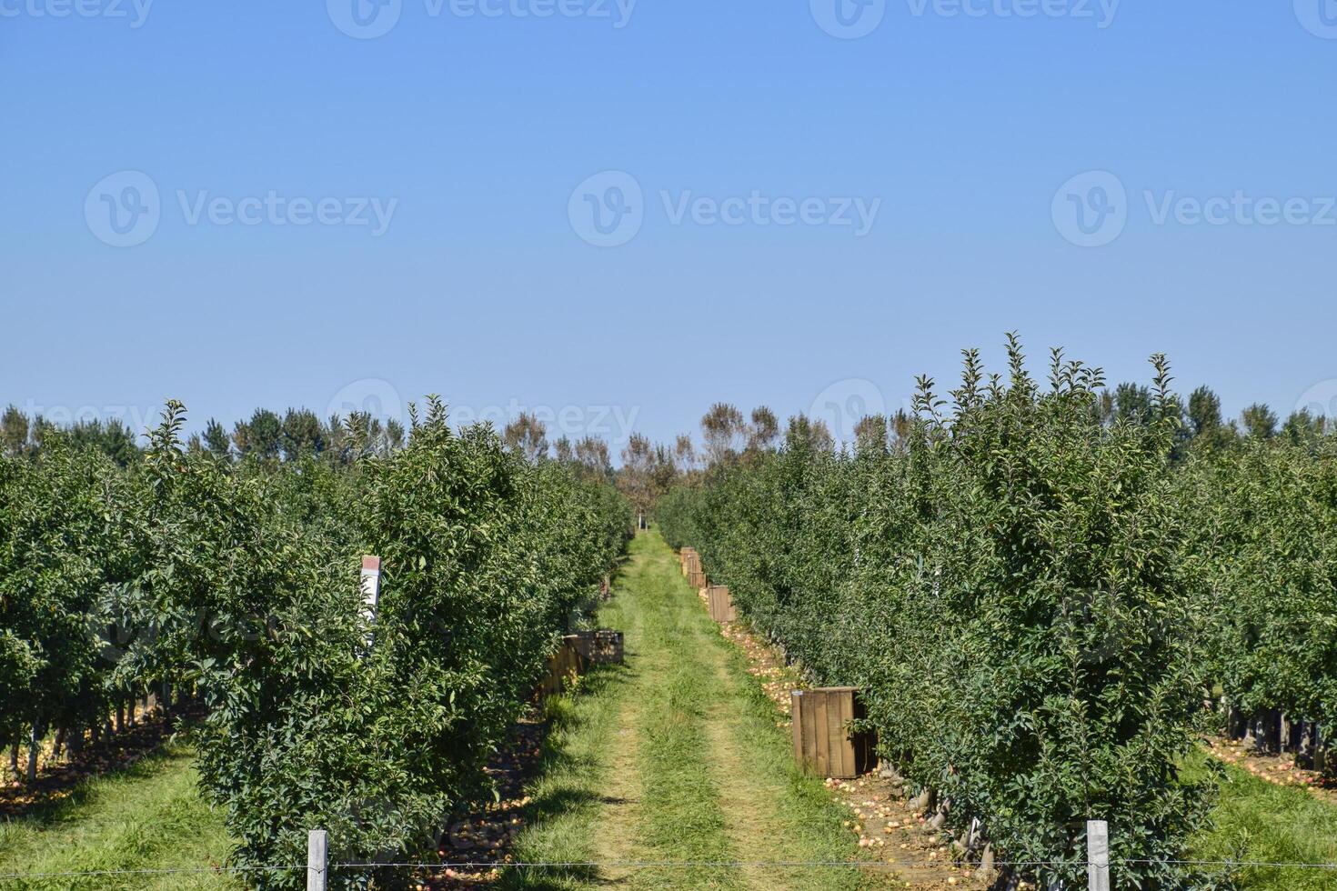 Mela frutteto. righe di alberi e il frutta di il terra sotto t foto