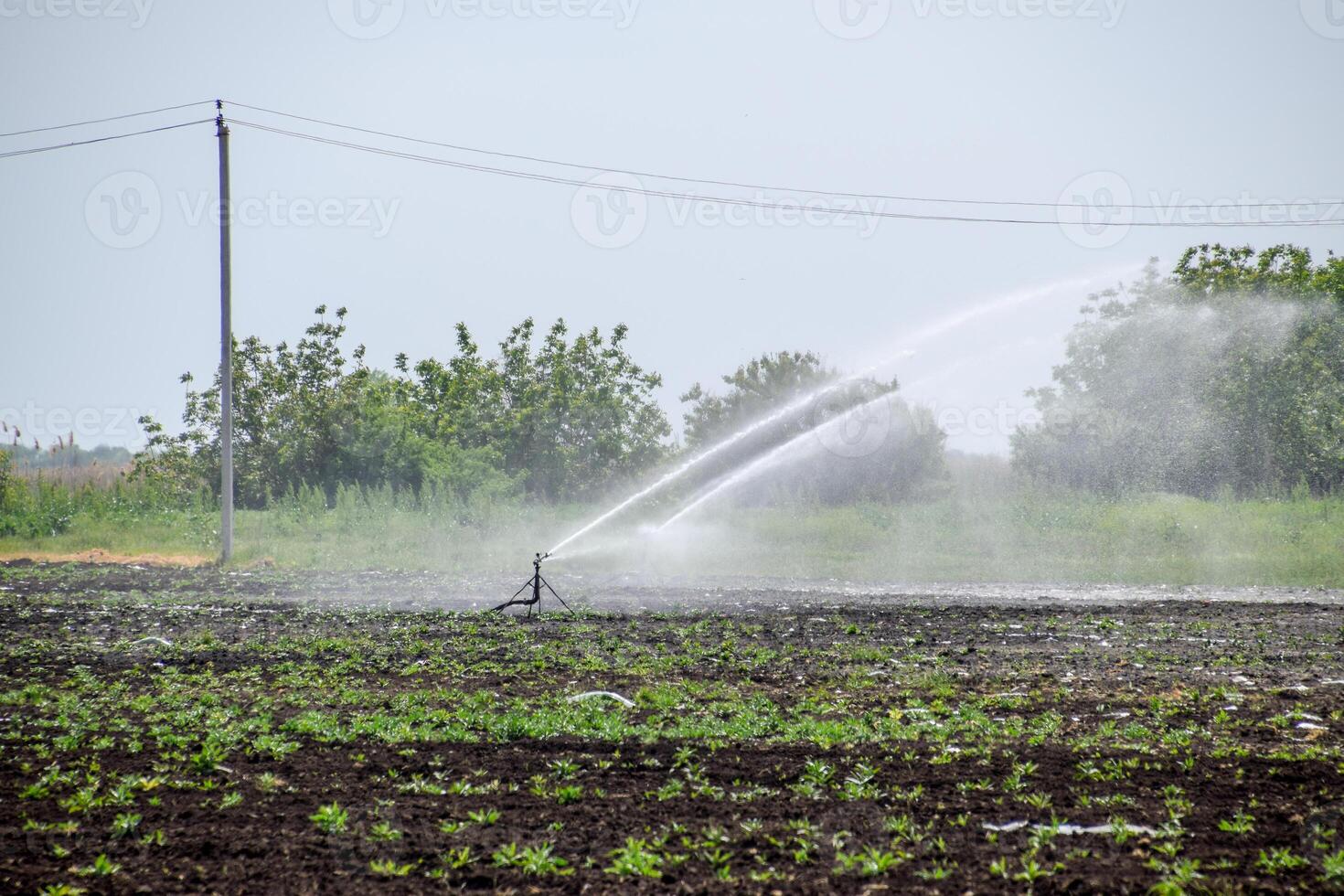 irrigazione sistema nel campo di meloni. irrigazione il campi. spruzzatore foto