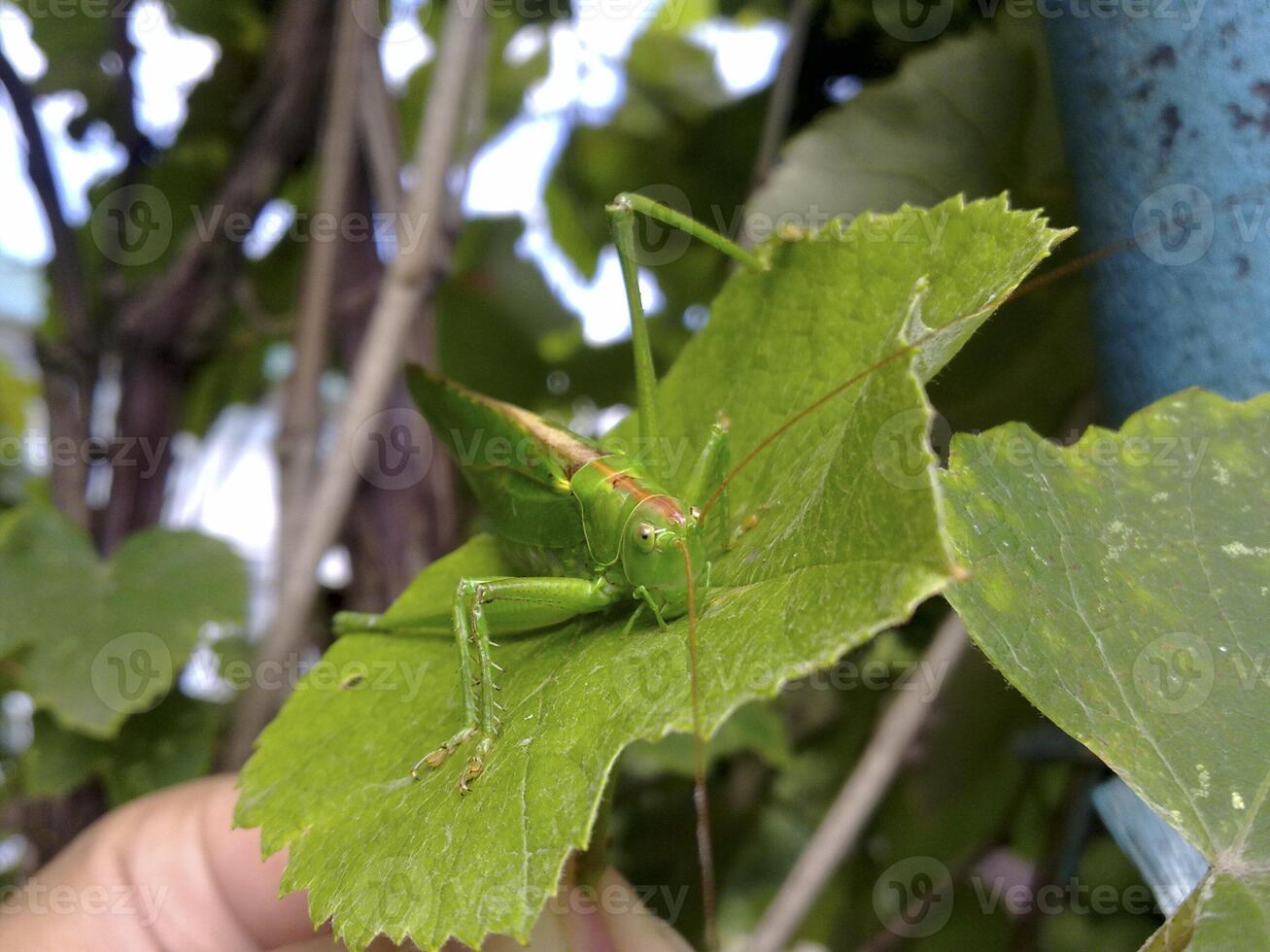 cavalletta macro. verde cavalletta nel un' nativo habitat. demolitore di agricoltura foto