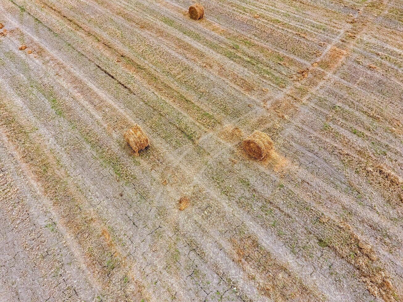 balle di fieno nel il campo. raccolta fieno per bestiame alimentazione. paesaggio campo con fieno foto