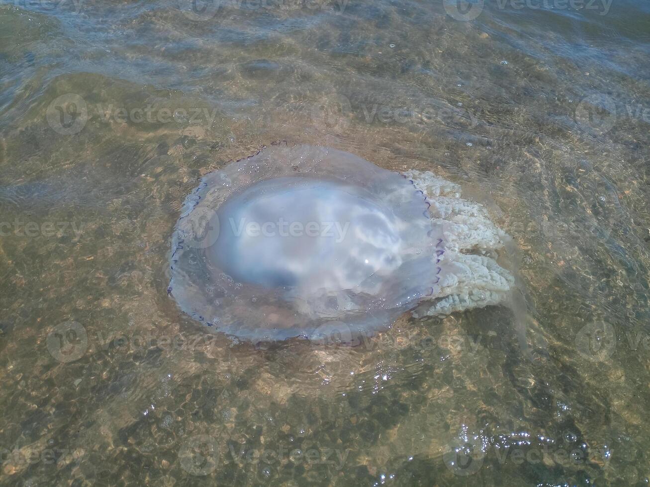 morto Medusa nel il superficiale acque di spiaggia. Medusa rhizostomeae foto