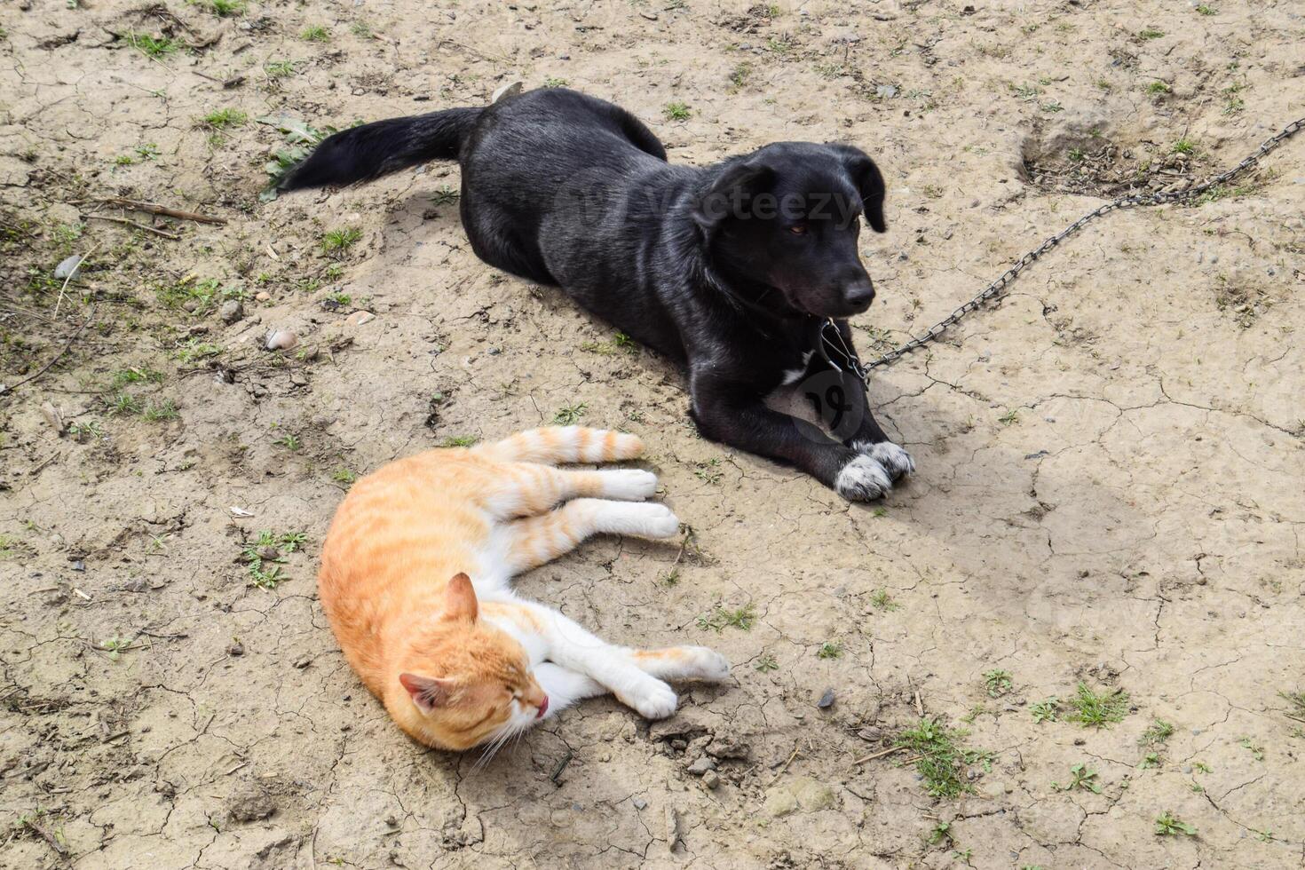 un' rosso gatto e un' nero cane siamo dire bugie lato di lato foto