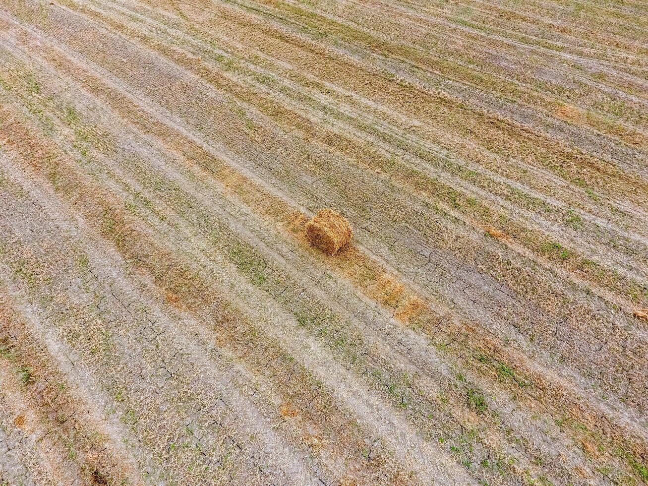 balle di fieno nel il campo. raccolta fieno per bestiame alimentazione. paesaggio campo con fieno foto