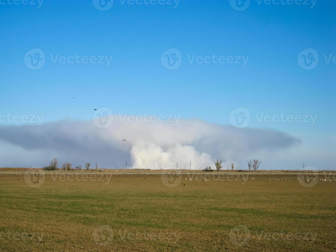 un' pilastro di Fumo a partire dal ardente riso cannuccia su il campo. foto