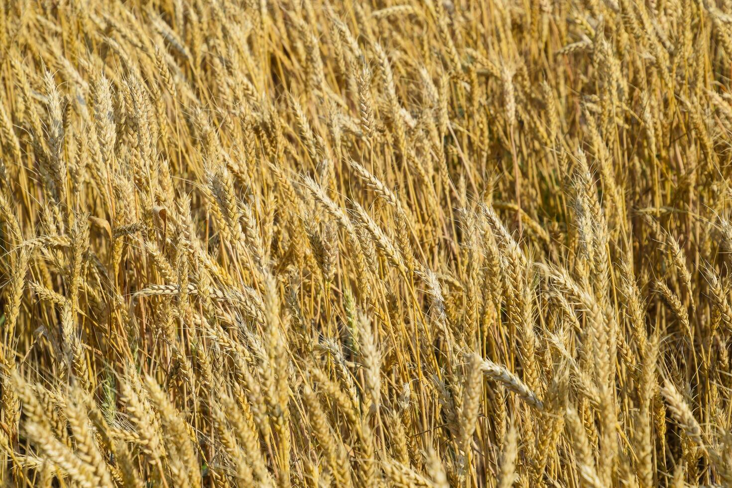 maturo Grano su il campo. spighette di Grano. raccogliere di grano. foto