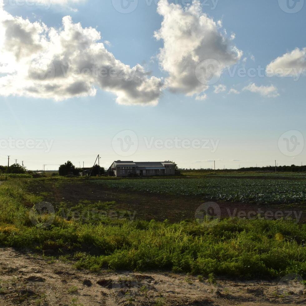 il cavolo campo foto