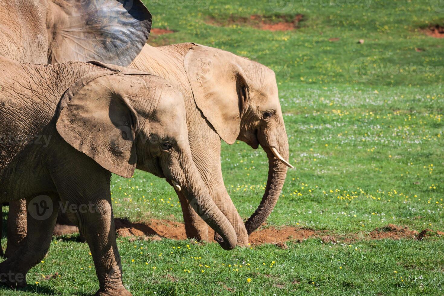 elefanti famiglia su africano savana. safari nel amboseli, kenya, Africa foto