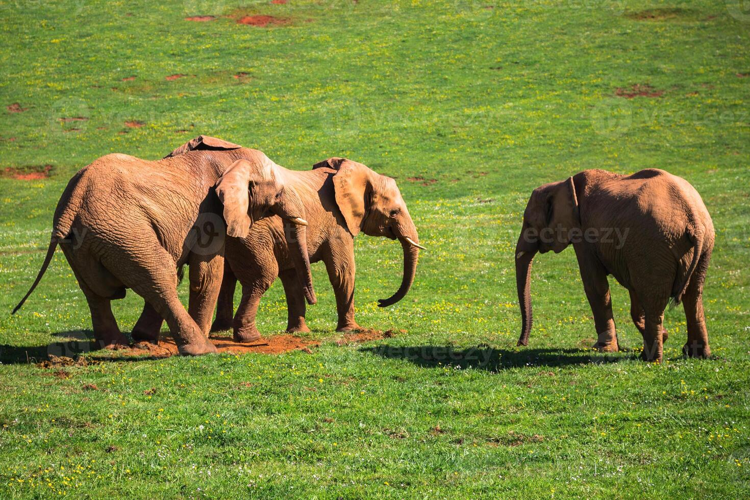 elefanti famiglia su africano savana. safari nel amboseli, kenya, Africa foto