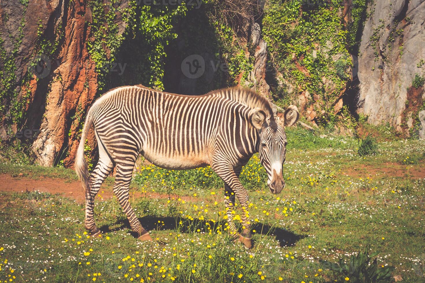 di grevy zebra, samburu nazionale parco, Kenia foto