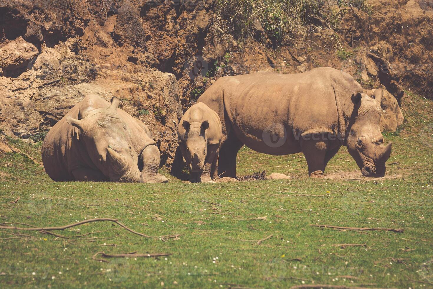 africano rinoceronti diceros bicornis minore su il masai mara nazionale Riserva safari nel sud-ovest kenya. foto