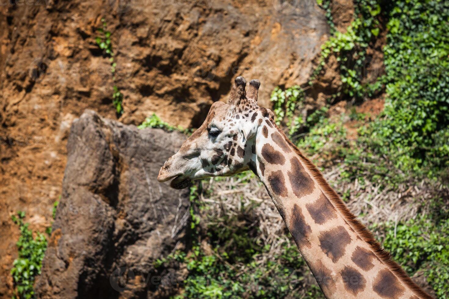 mangiare giraffa su safari selvaggio guidare foto