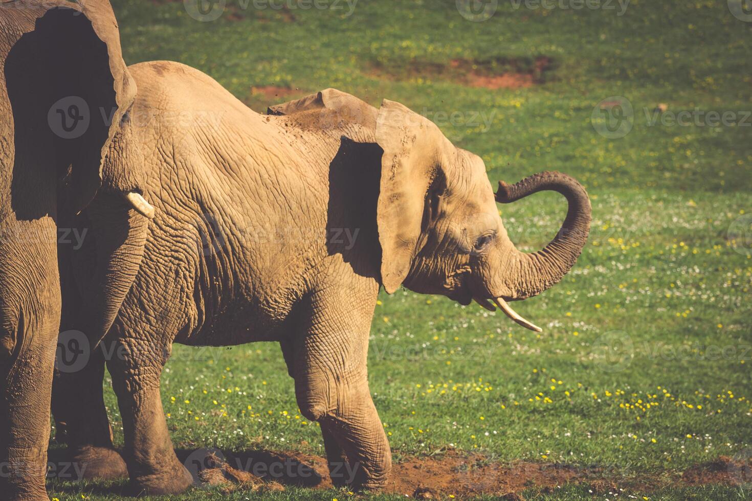 elefanti famiglia su africano savana. safari nel amboseli, kenya, Africa foto