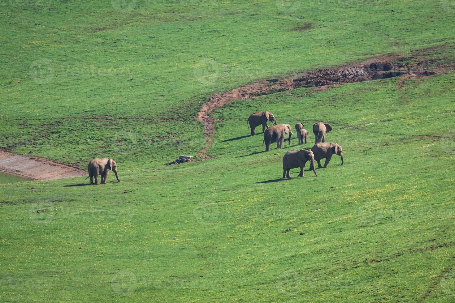 elefanti famiglia su africano savana. safari nel amboseli, kenya, Africa foto