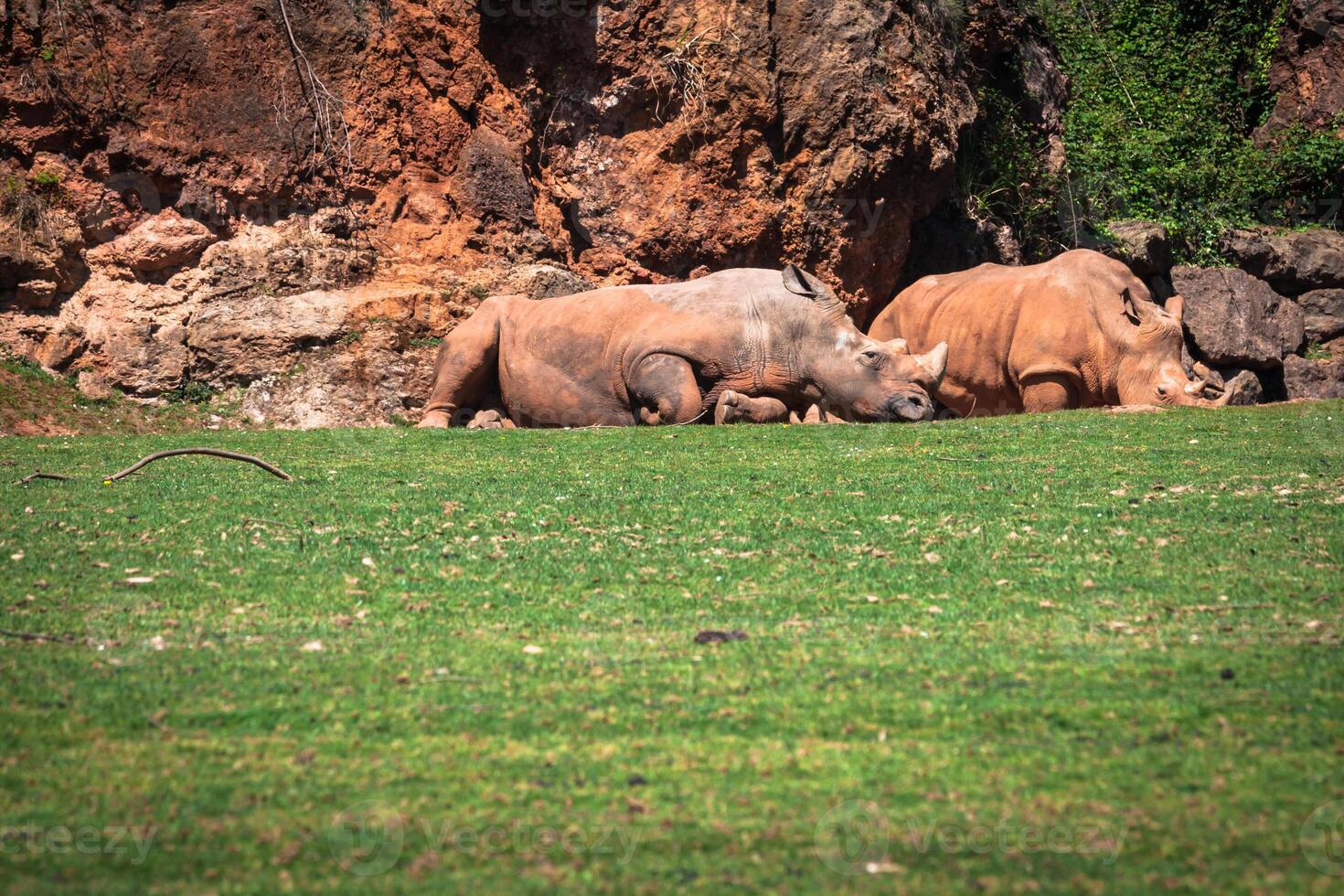 africano rinoceronti diceros bicornis minore su il masai mara nazionale Riserva safari nel sud-ovest kenya. foto