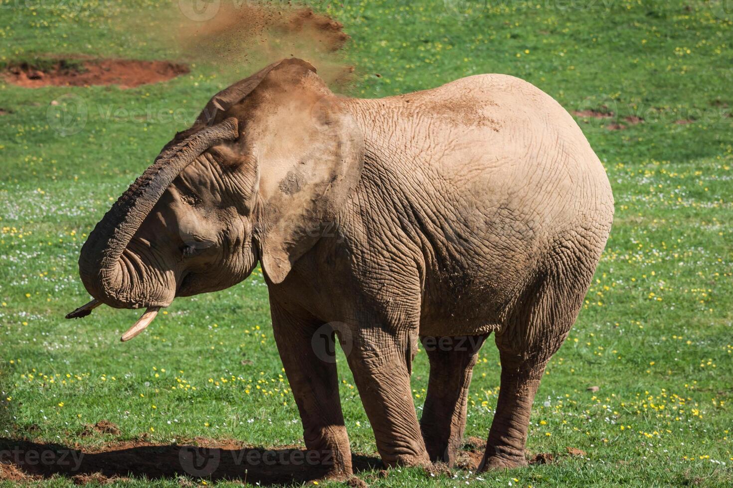africano elefante nel savana foto