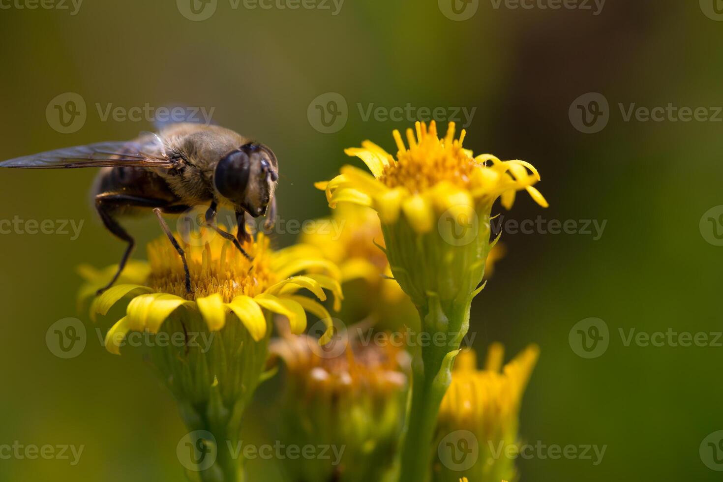 ape del miele sul fiore giallo, macro alta vicina foto