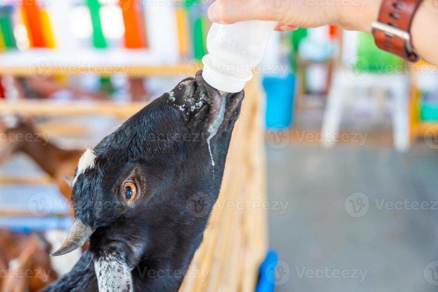 alimentazione latte per un' goatling nel contatto zoo nel Tailandia foto