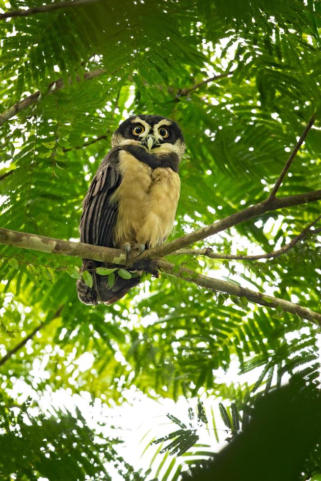 gufo dagli occhiali, pulsatrix perspicillata foto